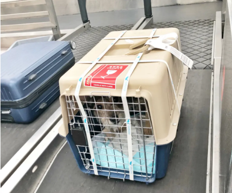 常州宠物托运 宠物托运公司 机场宠物托运 宠物空运